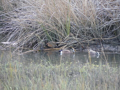 Rallus obsoletus levipes