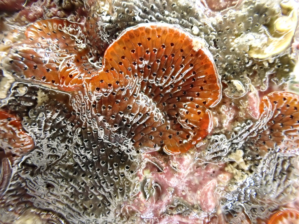 Watersipora subatra from Port Taranaki, New Plymouth 4310, New Zealand