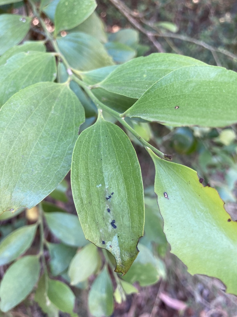 Broad Leaved Native Cherry from Syd Allery Dr, Cherry Creek, QLD, AU on