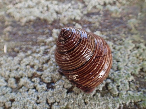 Blue-Ringed Top Snail
