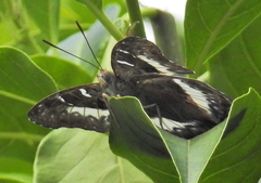Cymothoe alcimeda alcimeda