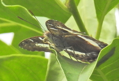 Cymothoe alcimeda alcimeda
