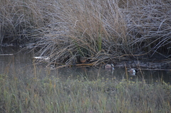 Rallus obsoletus levipes