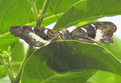 Cymothoe alcimeda alcimeda