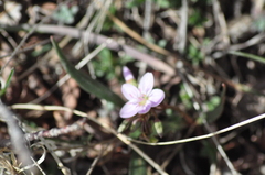 Claytonia rosea