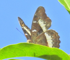 Cymothoe alcimeda alcimeda