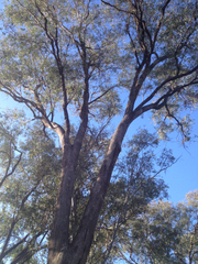 Eucalyptus microcarpa