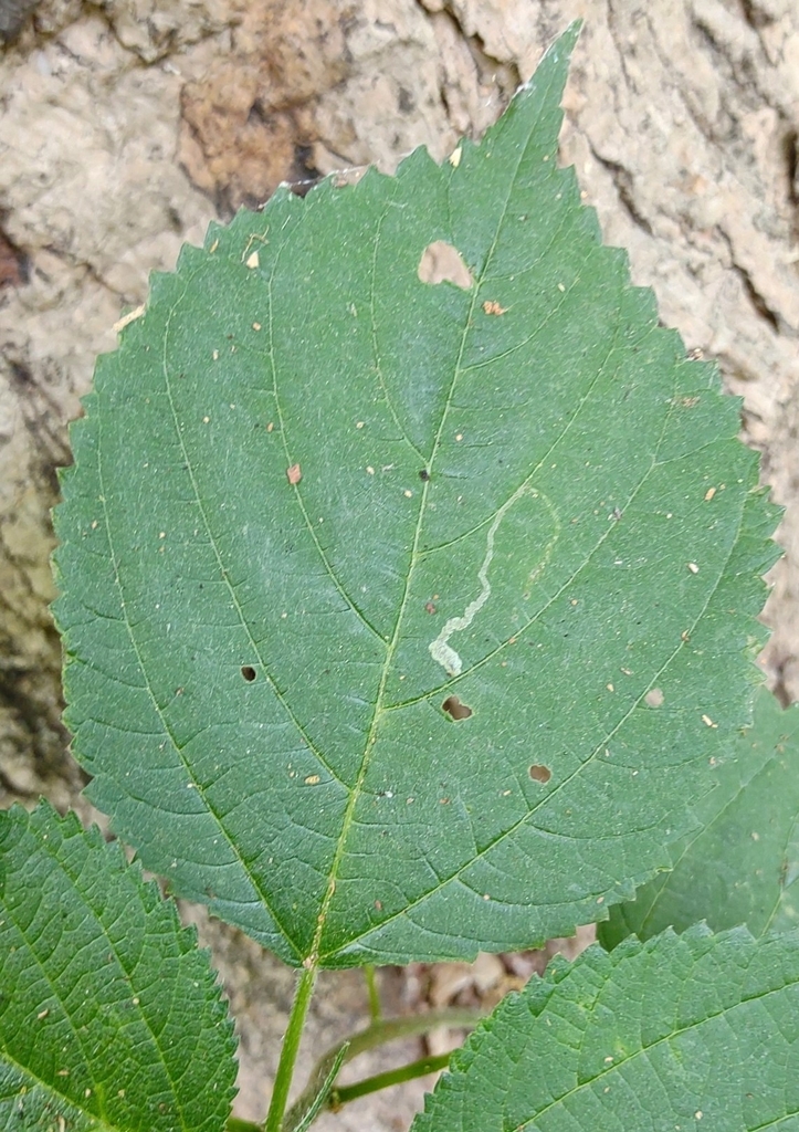 Agromyza diversa