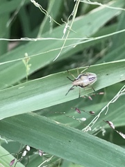 Oebalus