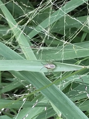 Oebalus