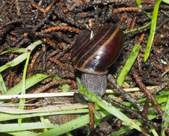 Helminthoglypta sequoicola