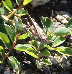 Oedaleus abruptus