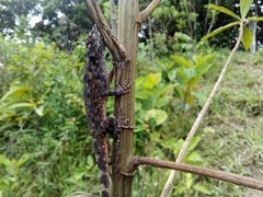 Anolis sulcifrons