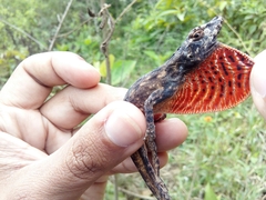 Anolis sulcifrons