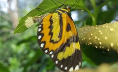 Placidina euryanassa