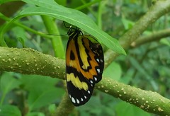 Placidina euryanassa