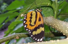 Placidina euryanassa