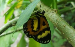 Placidina euryanassa