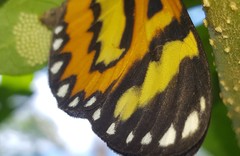 Placidina euryanassa