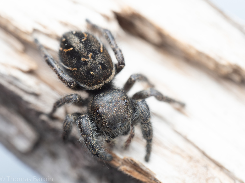 Phidippus cryptus