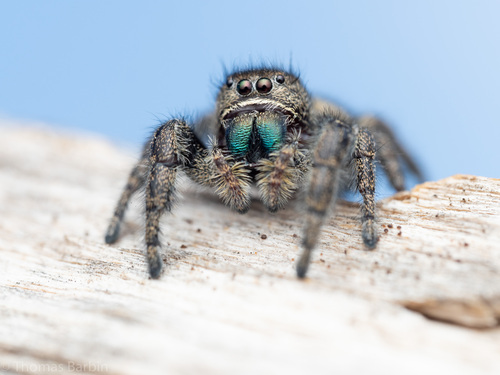 Phidippus cryptus