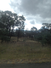 Eucalyptus sideroxylon