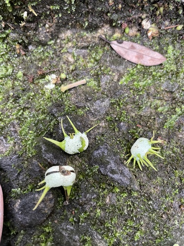 Macaranga tanarius iNat (2)