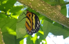 Placidina euryanassa