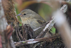 Certhidea fusca