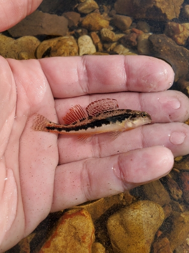 Etheostoma duryi Henshall, 1889
