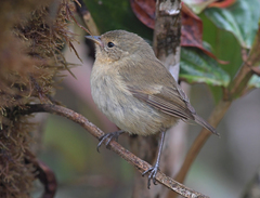 Certhidea fusca