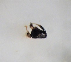 Parentia titirangi