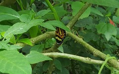 Placidina euryanassa