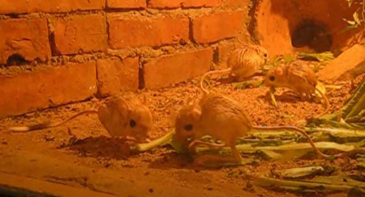 Baluchistan Pygmy Jerboa