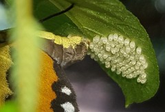 Placidina euryanassa