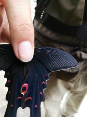 Papilio macilentus