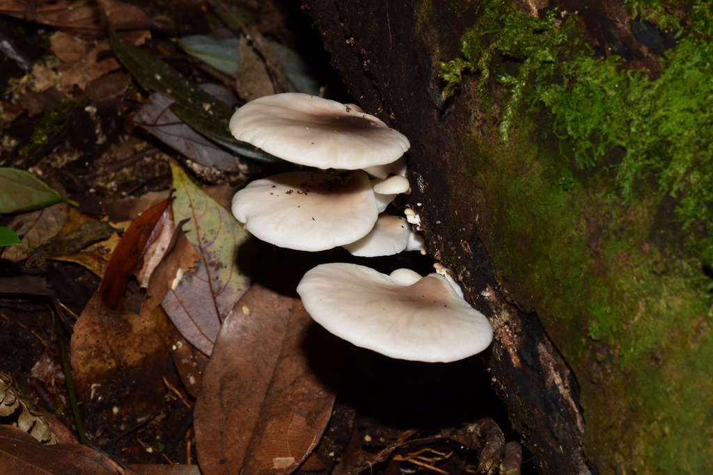 Pleurotus pulmonarius · October 2015 · photo: © raingel (iNaturalist, cc-by)