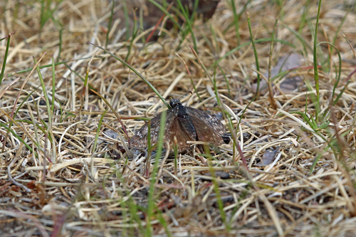 Persius Duskywing