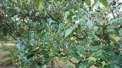 Diospyros ferrea