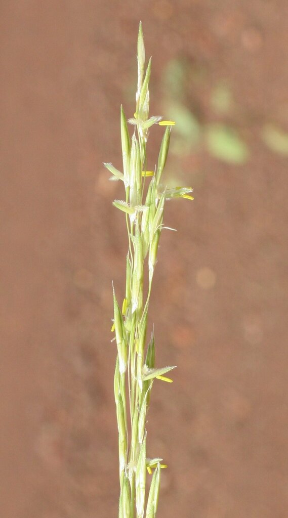 Chrysopogon setifolius