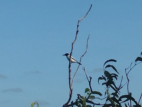 Silver-backed Butcherbird (Cracticus argenteus), photo 6