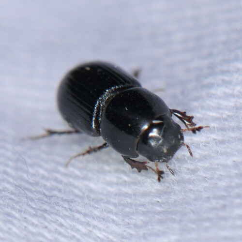 Beaulieu Dung Beetle photo 6