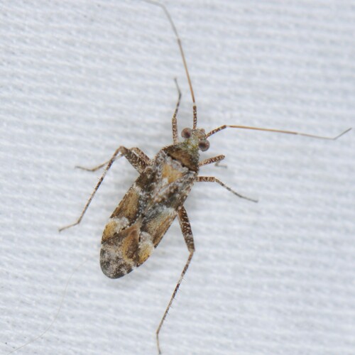 Phytocoris simulatus