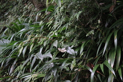 Aporia gigantea