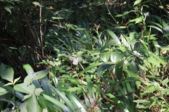 Aporia gigantea