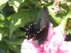 Papilio bianor