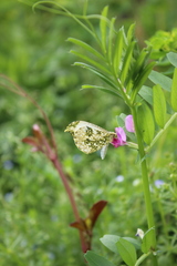 Anthocharis scolymus