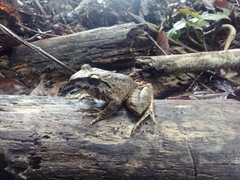 Craugastor raniformis