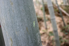 Lethe syrcis