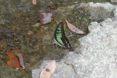 Graphium cloanthus